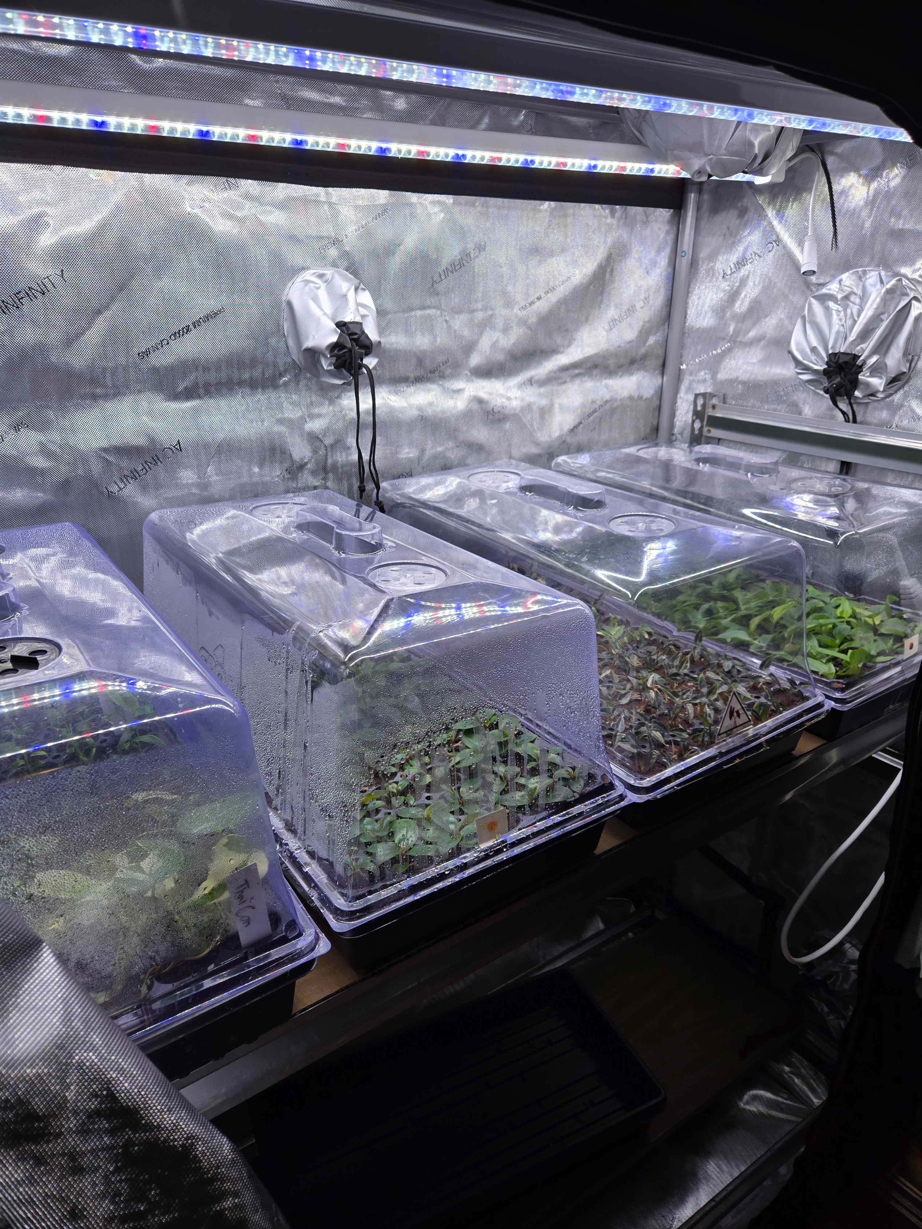 Young plants in covered trays during acclimation under lights